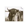 Picture of Bull in the Grass _GroupedProduct_Rectangle_Landscape_Photography _GroupedProduct_Rectangle_Landscape_Unframed_Print_Only_