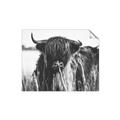 Picture of Bull in the Grass _GroupedProduct_Rectangle_Landscape_Photography _GroupedProduct_Rectangle_Landscape_Unframed_Print_Only_