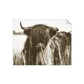 Picture of Bull in the Grass _GroupedProduct_Rectangle_Landscape_Photography _GroupedProduct_Rectangle_Landscape_Unframed_Print_Only_