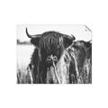 Picture of Bull in the Grass _GroupedProduct_Rectangle_Landscape_Photography _GroupedProduct_Rectangle_Landscape_Unframed_Print_Only_