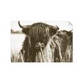 Picture of Bull in the Grass _GroupedProduct_Rectangle_Landscape_Photography _GroupedProduct_Rectangle_Landscape_Unframed_Print_Only_
