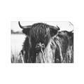 Picture of Bull in the Grass _GroupedProduct_Rectangle_Landscape_Photography _GroupedProduct_Rectangle_Landscape_Unframed_Print_Only_