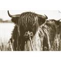 Picture of Bull in the Grass _GroupedProduct_Rectangle_Landscape_Photography _GroupedProduct_Rectangle_Landscape_Unframed_Print_Only_