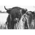 Picture of Bull in the Grass _GroupedProduct_Rectangle_Landscape_Photography _GroupedProduct_Rectangle_Landscape_Unframed_Print_Only_