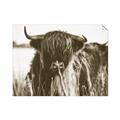 Picture of Bull in the Grass _GroupedProduct_Rectangle_Landscape_Photography _GroupedProduct_Rectangle_Landscape_Unframed_Print_Only_
