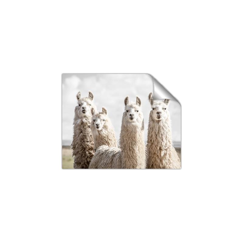 Picture of Llama Fam _GroupedProduct_Rectangle_Landscape_Photography _GroupedProduct_Rectangle_Landscape_Unframed_Print_Only_