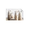 Picture of Llama Fam _GroupedProduct_Rectangle_Landscape_Photography _GroupedProduct_Rectangle_Landscape_Unframed_Print_Only_
