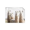 Picture of Llama Fam _GroupedProduct_Rectangle_Landscape_Photography _GroupedProduct_Rectangle_Landscape_Unframed_Print_Only_