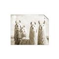 Picture of Llama Fam _GroupedProduct_Rectangle_Landscape_Photography _GroupedProduct_Rectangle_Landscape_Unframed_Print_Only_