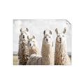 Picture of Llama Fam _GroupedProduct_Rectangle_Landscape_Photography _GroupedProduct_Rectangle_Landscape_Unframed_Print_Only_