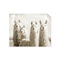 Picture of Llama Fam _GroupedProduct_Rectangle_Landscape_Photography _GroupedProduct_Rectangle_Landscape_Unframed_Print_Only_