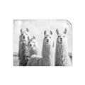 Picture of Llama Fam _GroupedProduct_Rectangle_Landscape_Photography _GroupedProduct_Rectangle_Landscape_Unframed_Print_Only_