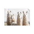 Picture of Llama Fam _GroupedProduct_Rectangle_Landscape_Photography _GroupedProduct_Rectangle_Landscape_Unframed_Print_Only_