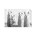 Picture of Llama Fam _GroupedProduct_Rectangle_Landscape_Photography _GroupedProduct_Rectangle_Landscape_Unframed_Print_Only_