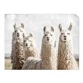 Picture of Llama Fam _GroupedProduct_Rectangle_Landscape_Photography _GroupedProduct_Rectangle_Landscape_Unframed_Print_Only_