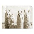 Picture of Llama Fam _GroupedProduct_Rectangle_Landscape_Photography _GroupedProduct_Rectangle_Landscape_Unframed_Print_Only_