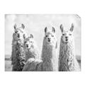 Picture of Llama Fam _GroupedProduct_Rectangle_Landscape_Photography _GroupedProduct_Rectangle_Landscape_Unframed_Print_Only_