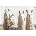 Picture of Llama Fam _GroupedProduct_Rectangle_Landscape_Photography _GroupedProduct_Rectangle_Landscape_Unframed_Print_Only_