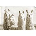Picture of Llama Fam _GroupedProduct_Rectangle_Landscape_Photography _GroupedProduct_Rectangle_Landscape_Unframed_Print_Only_