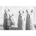 Picture of Llama Fam _GroupedProduct_Rectangle_Landscape_Photography _GroupedProduct_Rectangle_Landscape_Unframed_Print_Only_