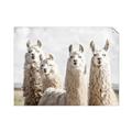 Picture of Llama Fam _GroupedProduct_Rectangle_Landscape_Photography _GroupedProduct_Rectangle_Landscape_Unframed_Print_Only_