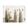 Picture of Llama Fam _GroupedProduct_Rectangle_Landscape_Photography _GroupedProduct_Rectangle_Landscape_Unframed_Print_Only_