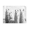 Picture of Llama Fam _GroupedProduct_Rectangle_Landscape_Photography _GroupedProduct_Rectangle_Landscape_Unframed_Print_Only_