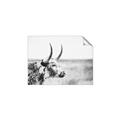 Picture of Annie, the Spotted Cow III _GroupedProduct_Rectangle_Landscape_Photography _GroupedProduct_Rectangle_Landscape_Unframed_Print_Only_