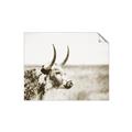 Picture of Annie, the Spotted Cow III _GroupedProduct_Rectangle_Landscape_Photography _GroupedProduct_Rectangle_Landscape_Unframed_Print_Only_