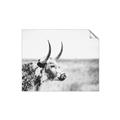 Picture of Annie, the Spotted Cow III _GroupedProduct_Rectangle_Landscape_Photography _GroupedProduct_Rectangle_Landscape_Unframed_Print_Only_