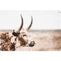Picture of Annie, the Spotted Cow III _GroupedProduct_Rectangle_Landscape_Photography _GroupedProduct_Rectangle_Landscape_Unframed_Print_Only_