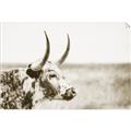 Picture of Annie, the Spotted Cow III _GroupedProduct_Rectangle_Landscape_Photography _GroupedProduct_Rectangle_Landscape_Unframed_Print_Only_