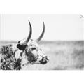 Picture of Annie, the Spotted Cow III _GroupedProduct_Rectangle_Landscape_Photography _GroupedProduct_Rectangle_Landscape_Unframed_Print_Only_