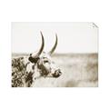 Picture of Annie, the Spotted Cow III _GroupedProduct_Rectangle_Landscape_Photography _GroupedProduct_Rectangle_Landscape_Unframed_Print_Only_