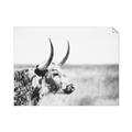Picture of Annie, the Spotted Cow III _GroupedProduct_Rectangle_Landscape_Photography _GroupedProduct_Rectangle_Landscape_Unframed_Print_Only_