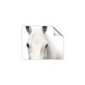 Picture of White horse _GroupedProduct_Rectangle_Landscape_Photography _GroupedProduct_Rectangle_Landscape_Unframed_Print_Only_