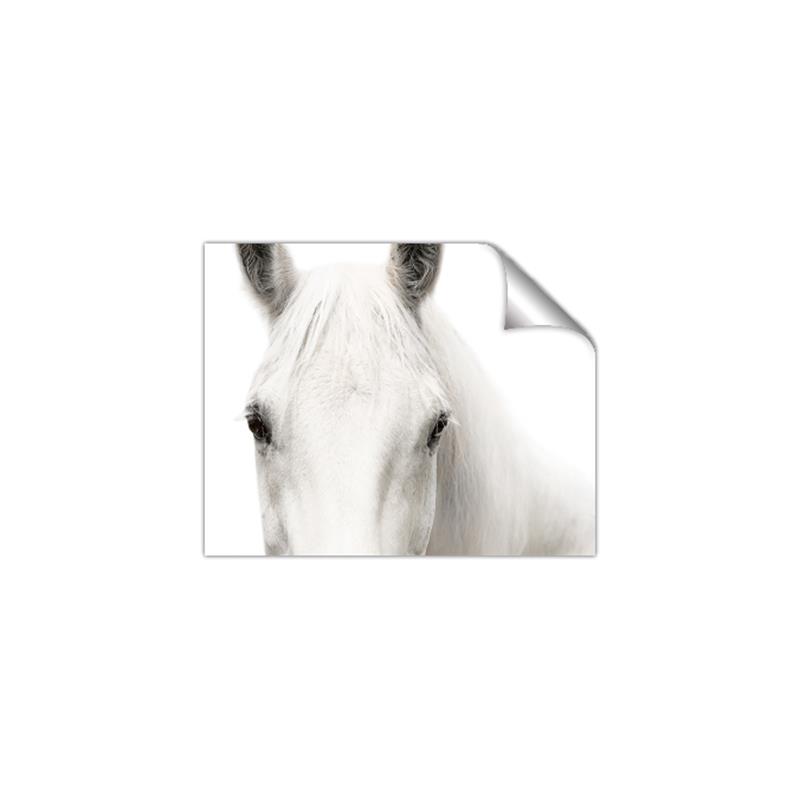 Picture of White horse _GroupedProduct_Rectangle_Landscape_Photography _GroupedProduct_Rectangle_Landscape_Unframed_Print_Only_