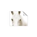 Picture of White horse _GroupedProduct_Rectangle_Landscape_Photography _GroupedProduct_Rectangle_Landscape_Unframed_Print_Only_