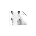 Picture of White horse _GroupedProduct_Rectangle_Landscape_Photography _GroupedProduct_Rectangle_Landscape_Unframed_Print_Only_