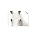 Picture of White horse _GroupedProduct_Rectangle_Landscape_Photography _GroupedProduct_Rectangle_Landscape_Unframed_Print_Only_