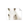 Picture of White horse _GroupedProduct_Rectangle_Landscape_Photography _GroupedProduct_Rectangle_Landscape_Unframed_Print_Only_