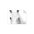 Picture of White horse _GroupedProduct_Rectangle_Landscape_Photography _GroupedProduct_Rectangle_Landscape_Unframed_Print_Only_