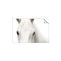 Picture of White horse _GroupedProduct_Rectangle_Landscape_Photography _GroupedProduct_Rectangle_Landscape_Unframed_Print_Only_