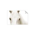 Picture of White horse _GroupedProduct_Rectangle_Landscape_Photography _GroupedProduct_Rectangle_Landscape_Unframed_Print_Only_