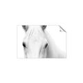 Picture of White horse _GroupedProduct_Rectangle_Landscape_Photography _GroupedProduct_Rectangle_Landscape_Unframed_Print_Only_