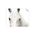 Picture of White horse _GroupedProduct_Rectangle_Landscape_Photography _GroupedProduct_Rectangle_Landscape_Unframed_Print_Only_