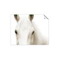 Picture of White horse _GroupedProduct_Rectangle_Landscape_Photography _GroupedProduct_Rectangle_Landscape_Unframed_Print_Only_