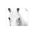 Picture of White horse _GroupedProduct_Rectangle_Landscape_Photography _GroupedProduct_Rectangle_Landscape_Unframed_Print_Only_