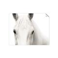 Picture of White horse _GroupedProduct_Rectangle_Landscape_Photography _GroupedProduct_Rectangle_Landscape_Unframed_Print_Only_