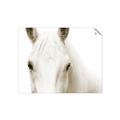 Picture of White horse _GroupedProduct_Rectangle_Landscape_Photography _GroupedProduct_Rectangle_Landscape_Unframed_Print_Only_